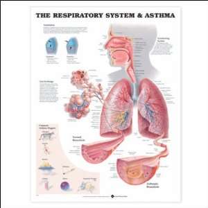 The Respiratory System and Asthma Anatomical Chart 20 X 26 Laminated 