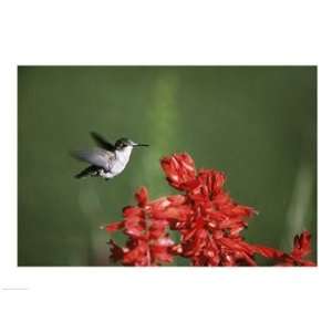  Ruby Throated Hummingbird Poster (24.00 x 18.00)