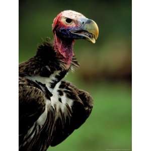  Lappetfaced Vulture at Umgeni River Bird Park, Kwazulu 