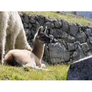  Newborn Llama Resting on Main Plaza, Machu Picchu, Peru Animal 