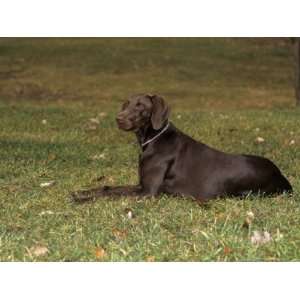 German Short Haired Pointer Variety of Domestic Dog Photographic 