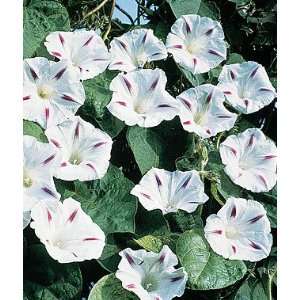  Morning Glory, Milky Way 1 Pkt. (50 seeds) Patio, Lawn 