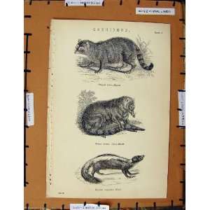   Antique Print C1800 1870 Carnivora Racoon Skunk Mondi