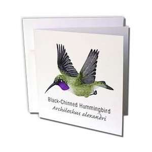  Boehm Graphics Hummingbird   Black Chinned Hummingbird 