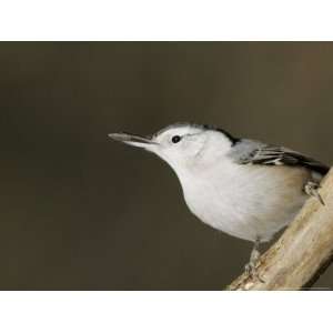  White Breasted Nuthatch, Quebec, Canada Photographic 