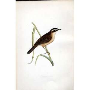  Moustached Warbler Bree H/C 1875 Old Prints Birds