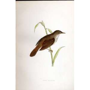  River Warbler Bree H/C 1875 Old Prints Birds Europe