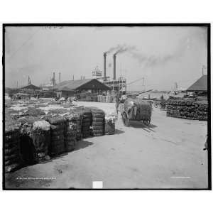  The Cotton docks,Mobile,Ala.