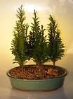Bald Cypress Bonsai Tree   Straight Trunk   Indoor   10 years old   15 