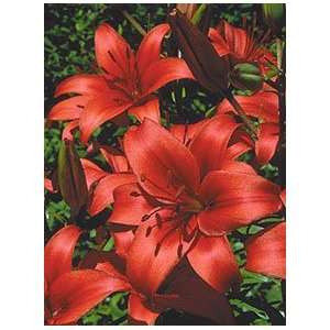  Lily   Asiatic   Commander in Chief Patio, Lawn 