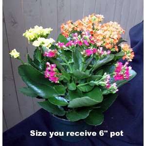    Color Kalanchoe Plant   6 Pot   Easy to Grow Patio, Lawn & Garden
