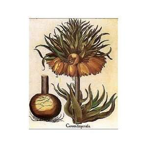  Corona Imperialis Besler Botanicals    Print