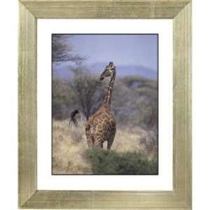  Serengeti Giraffe Silver Frame Giclee 24 High Wall Art 