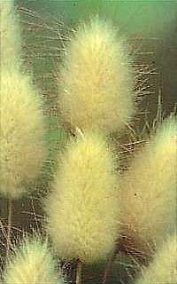 Bunny Tails Ornamental Grass 4 Plants Lagurus Perennial  