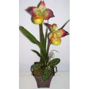  21 Pitcher Orchid Plant