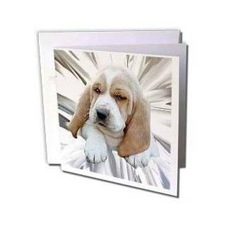 Dogs Basset Hound   Basset Hound Puppy   Greeting Cards 12 Greeting 