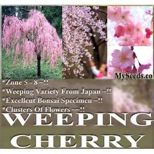  100 JAPANESE Weeping Cherry Tree Seeds A++ SPECIMEN 