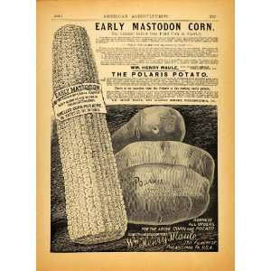  1890 Ad William H. Maule Mastodon Corn Polaris Potato 