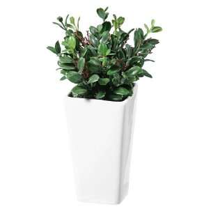  9.5 Mini Artificial Boxwood Plant   Potted with Dirt 