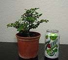 pink flowering cotoneaster tree shohin mame bonsai tree in bloom