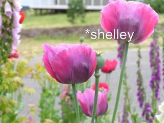 love to show off pictures of my poppies.