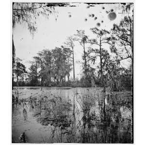  Port Royal Island,South Carolina. Cypress swamp