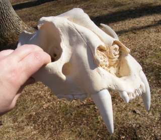 Male Bengal tiger skull cast taxidermy REPLICA  