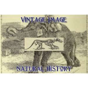   Key Ring Vintage Natural History Image Skeleton of Armadillo Home
