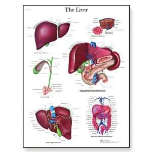 VR1425UU Glossy Paper Liver Anatomical Chart, Poster Size 20 Width x 