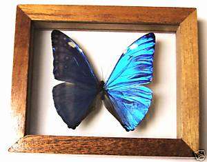 MORPHO ADONIS IN DBL GLASS WD FRAME,BLUE BUTTERFLY,PERU  