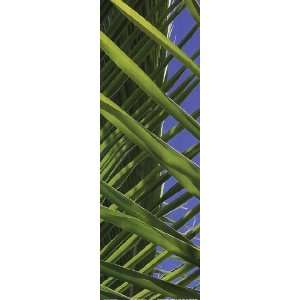 Palm Collection IV   Poster by Karol King (6x18)