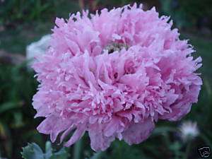 10+ SEEDS   Peony Poppy Plant,Fluffy Pink/Mauve Flower  