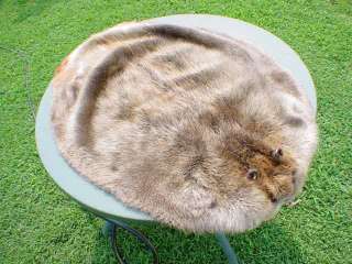  harvest Super 90 lb. Blanket Beaver pelt/fur/hide/skin/tanned  