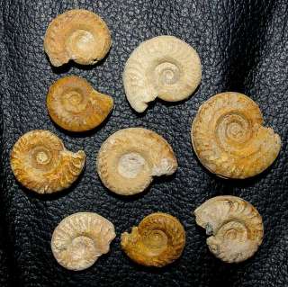 Hildoceras bifrons     Toarcian ammonite  