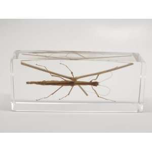 Stick Insect Paperweight