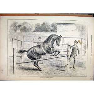  Timber Jumper 1884 Horse Training Men Antique Print