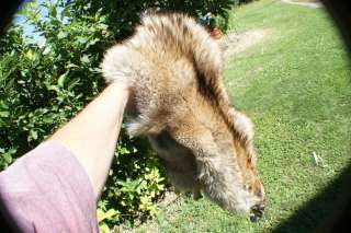 Coyote pelt garment tanned fur hide/skin wild k9 animal  