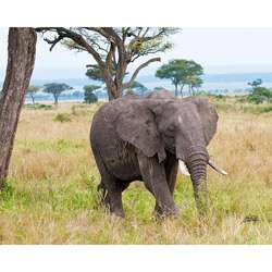   Parr Elephants in Kenya Walking Side View Photograph  