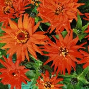 Zinnia Inca 25 Flower Seeds*Vivid Orange*Great For Cuts  