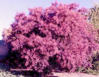 Pink Smoke Tree Cotinus coggygria 10 seeds  