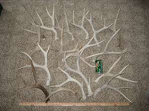   White mule deer shed antlers / Whitetail elk craft antler sheds  