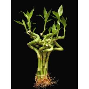 KL Design & Import   10 stalks of 4 inch SPIRAL Lucky Bamboo (10 tall 