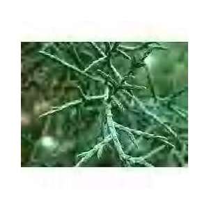  Cypress Arizona Blue Ice Tress ~Hard to Find~ Gallon 