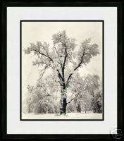 Ansel Adams OAK TREE SNOWSTORM Framed art NEW Litho  