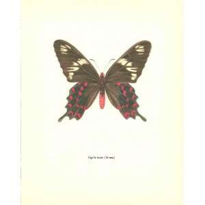 10 Color Plate Of Papilio Hector (82 mm) (Butterfly)  