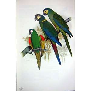    World Parrots 1973 Red Yellow Shouldered Macaw