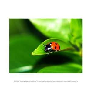  Small Ladybug on Green Leaf 10.00 x 8.00 Poster Print 