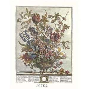  Twelve Months Of Flowers, 1730/February Poster Print