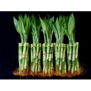  50 Stalks of 6 Inches Straight Lucky Bamboo Patio, Lawn 