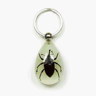   Bug Key Chain Tear Drop Shape Glow in the Dark Bamboo Weevil pack of 4